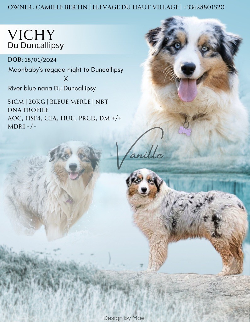 Vichy (dit vanille) du Duncallipsy