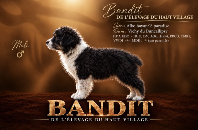 Bandit de l élevage du haut village